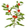 Price: €1.95 - Semillas de Ashwagandha, Ginseng Indio (Withania Somnifera) -  - 8