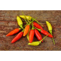 Chili Tabasco Seeds 2.15 - 5
