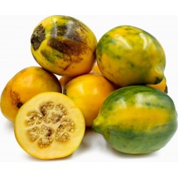 Sementes de Tarambulo - Berinjela peludas (Solanum ferox) 2 - 1