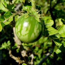 Djävuls Apple Frukt av Sodom Fröer (Solanum Linnaeanum) 1.45 - 4