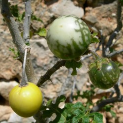 Semillas tomatillo del Diablo (Solanum linnaeanum) 1.45 - 1