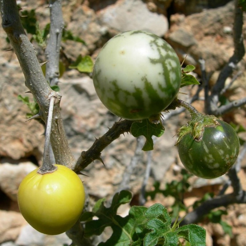 Djävuls Apple Frukt av Sodom Fröer (Solanum Linnaeanum) 1.45 - 1