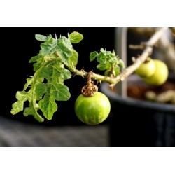 Djävuls Apple Frukt av Sodom Fröer (Solanum Linnaeanum) 1.45 - 5