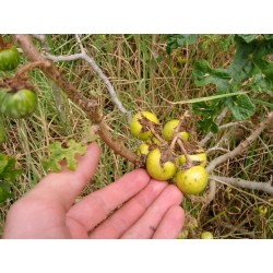 Djävuls Apple Frukt av Sodom Fröer (Solanum Linnaeanum) 1.45 - 6