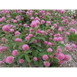 Rödklöver Frön Ätlig (Trifolium pratense) 2.25 - 5