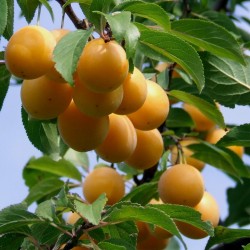 Εξωτικά φρούτα Σπόροι Muruçi, Nanche, Nance (Byrsonima crassifolia) 4.75 - 2