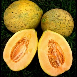 Eel River Melone Samen 2.049999 - 1