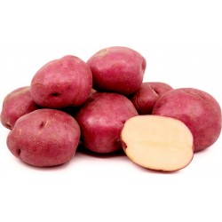 Graines de pommes de terre rouge KENNEBEC 1.95 - 2