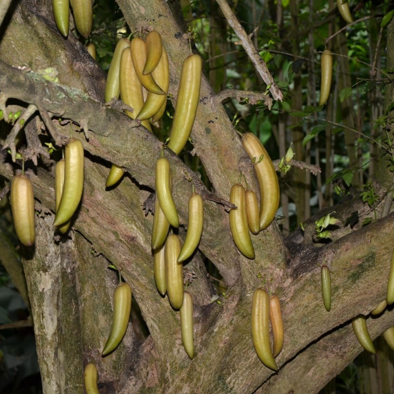 Damokles Baum Samen (Oroxylum indicum) 2.85 - 5