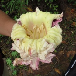 Semi di Indiana del fiore di tromba (Oroxylum indicum) 2.85 - 2