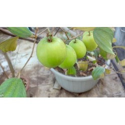 Semillas de Jujube Indio (Ziziphus mauritiana) 3.5 - 4