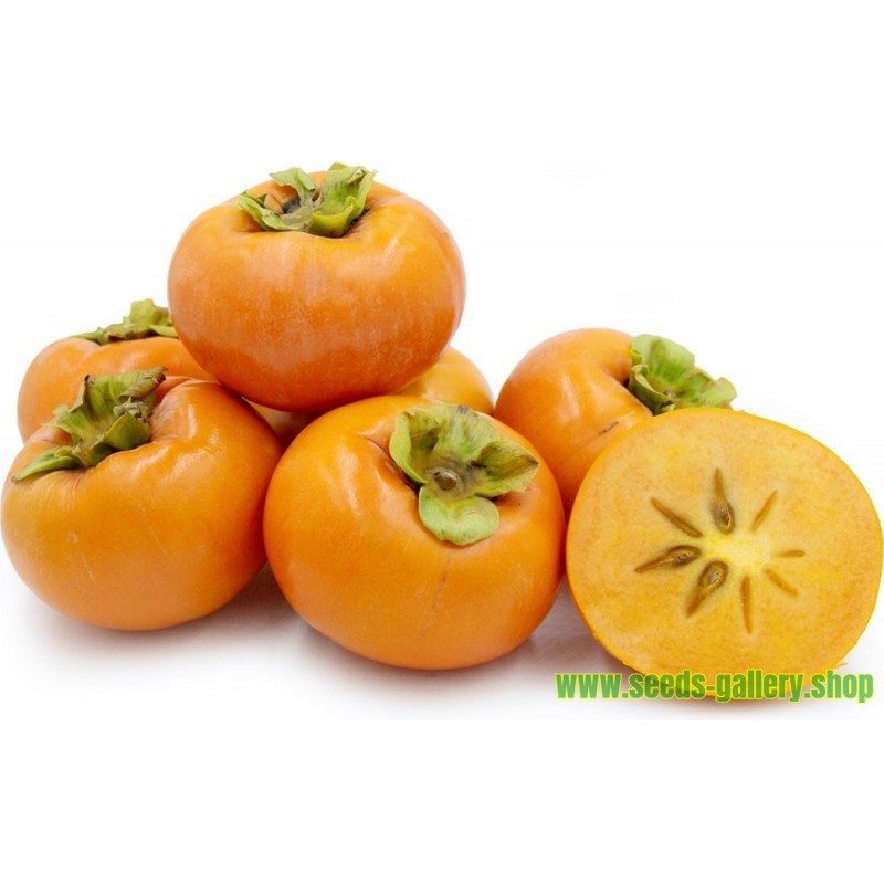 American persimmon seme (Diospyros virginiana)
