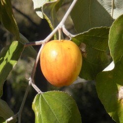 Indian Jujubär frön (Ziziphus mauritiana) 3.5 - 2