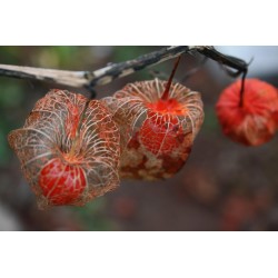 Bladder cherry Seeds, Chinese lantern 1.55 - 4