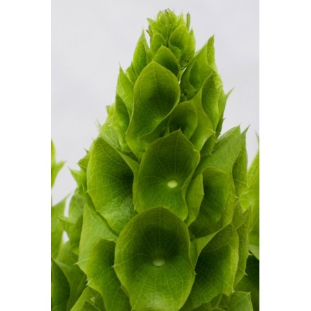 Semillas Campanas de Irlanda (Moluccella laevis) | 1,75 €