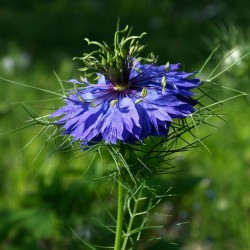 Love-In-A-Mist, Ragged Lady Flower Seeds 1.95 - 6