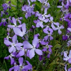 Night Scented Stock Seeds 2.05 - 3