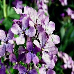 Night Scented Stock Seeds 2.05 - 2