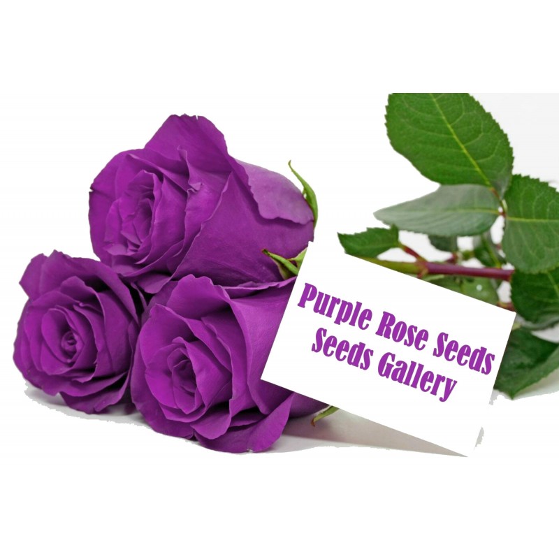 Sementes de Rosa Púrpura 2.5 - 2