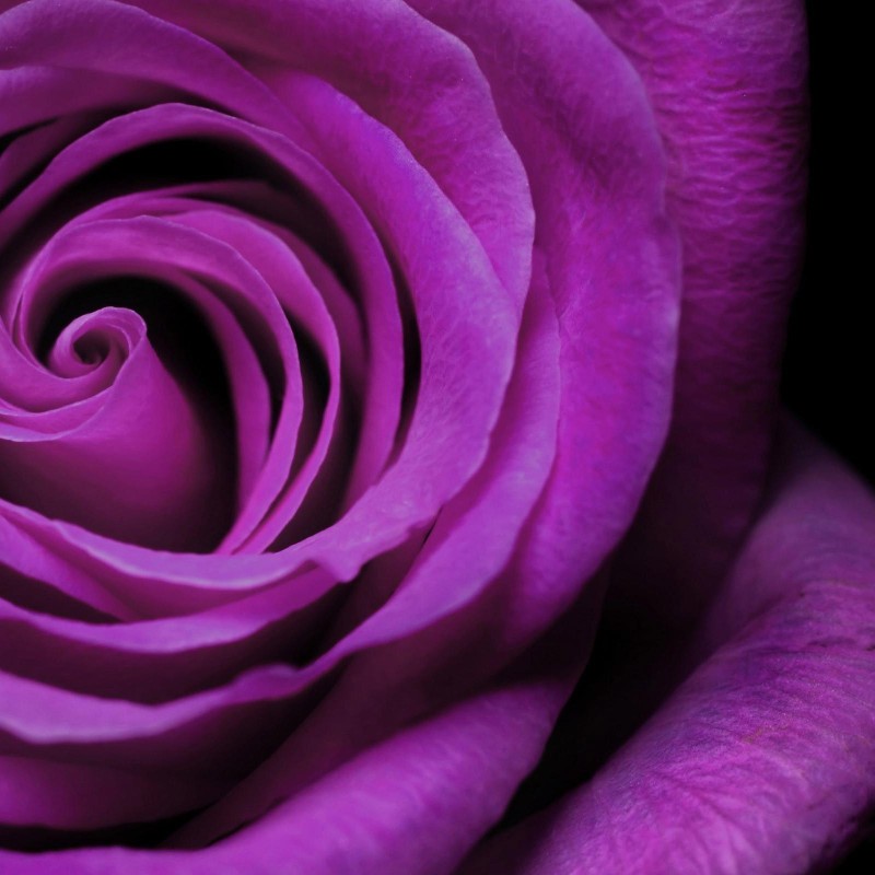 Price: €2.50 - Purple Rose Seeds