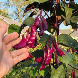 Hyacinth Bean, Lablab-Bean Seeds (Lablab purpureus) 2.049999 - 3