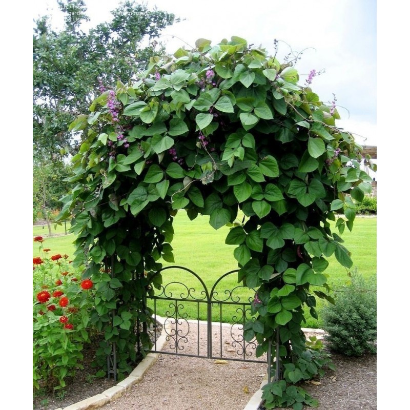 Lablab pasulj, Ukrasni Pasulj (Lablab purpureus) | 2,05 €