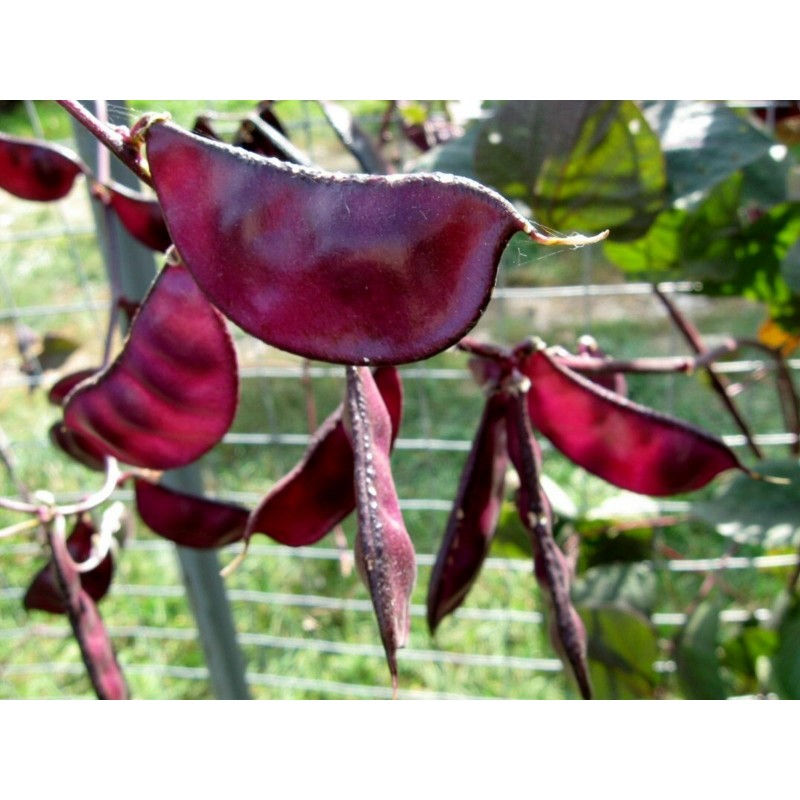 Lablab pasulj, Ukrasni Pasulj (Lablab purpureus) | 2,05 €