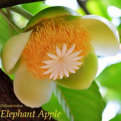 Elefant Äpple Frön (Dillenia indica) 3.25 - 1