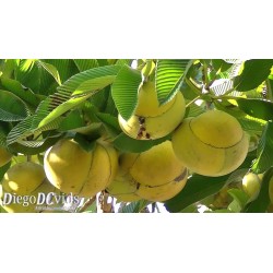 Graines de Baboul ou Pomme D'éléphant (Dillenia indica) 3.25 - 5
