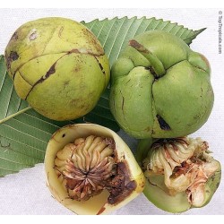 Indische Rosenapfel Samen (Dillenia indica) 3.25 - 7