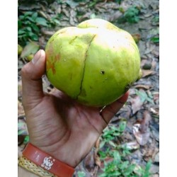 Ελεφάντων μήλο Σπόροι (Dillenia indica) 3.25 - 8