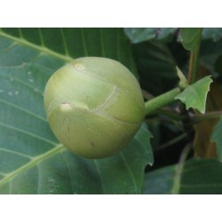 Indische Rosenapfel Samen (Dillenia indica) 3.25 - 10