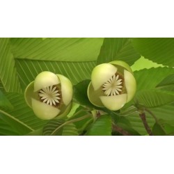 Indische Rosenapfel Samen (Dillenia indica) 3.25 - 12