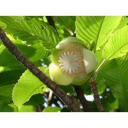 Ελεφάντων μήλο Σπόροι (Dillenia indica) 3.25 - 13