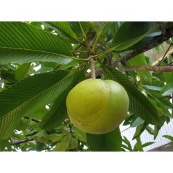 Ελεφάντων μήλο Σπόροι (Dillenia indica) 3.25 - 14