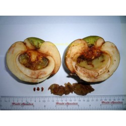 Ελεφάντων μήλο Σπόροι (Dillenia indica) 3.25 - 15