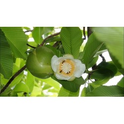 Indische Rosenapfel Samen (Dillenia indica) 3.25 - 17
