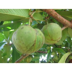 Ελεφάντων μήλο Σπόροι (Dillenia indica) 3.25 - 19