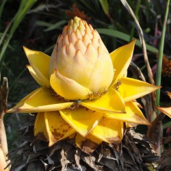 Chinesische Zwergbanane, Golden Lotus Bananensamen 3.95 - 12