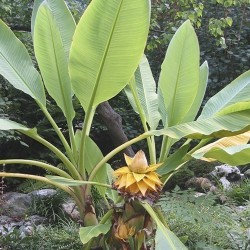 Chinese Dwarf Banana, Golden Lotus Banana Seeds 3.95 - 5