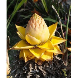 Chinesische Zwergbanane, Golden Lotus Bananensamen 3.95 - 9