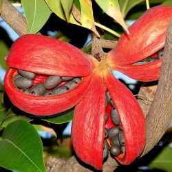 Stinkbaum, Skunk Tree, Java Olive Samen (Sterculia foetida) 4.75 - 1