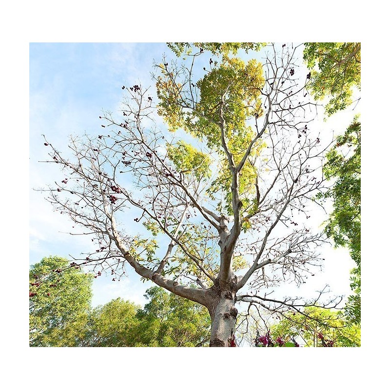 Bastard Poon Tree, Java Olive Tree Seeds | €4.75