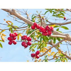 Stinkbaum, Skunk Tree, Java Olive Samen (Sterculia foetida) 4.75 - 3