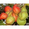 Bastard Poon Tree, Java Olive Tree Seeds | €4.75