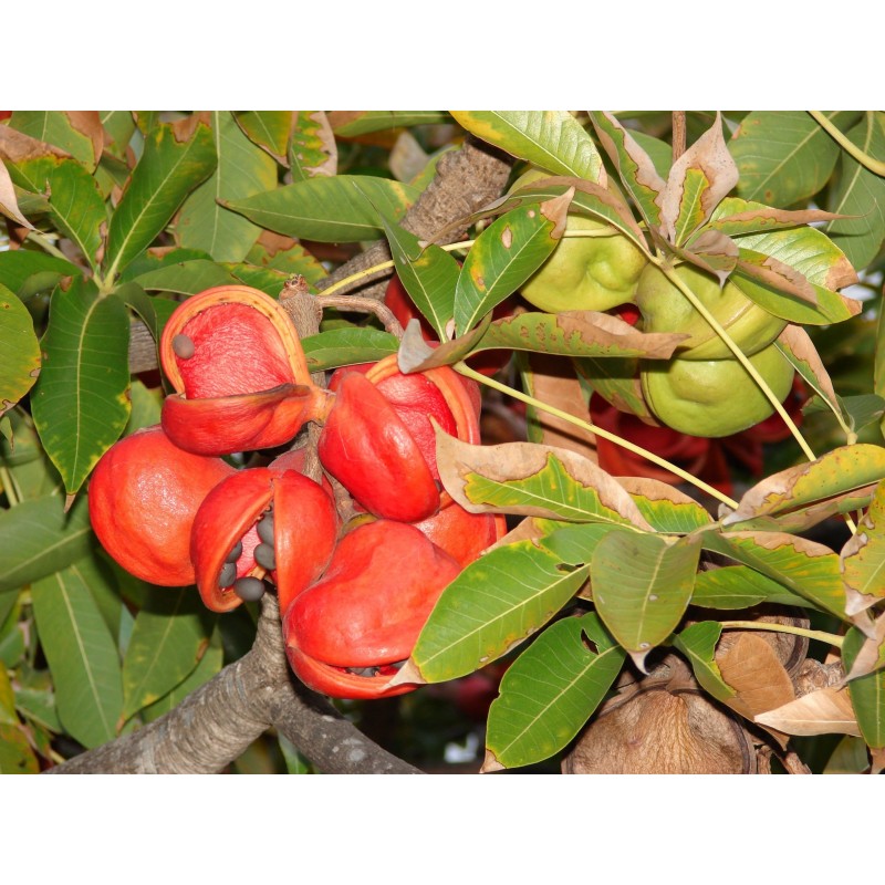 Stinkbaum, Skunk Tree, Java Olive Samen (Sterculia foetida) | 4,75 €