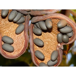 Semilas de Olivo De Java (Sterculia foetida) 4.75 - 6