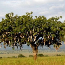 Semillas de Árbol de salchicha (Kigelia africana) 2.049999 - 2