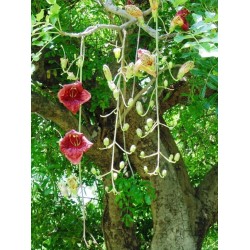 Leberwurstbaum Samen (Kigelia africana) 2.049999 - 4