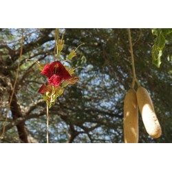 Graines L’arbre à saucisses ou saucissonnier (Kigelia africana) 2.049999 - 6